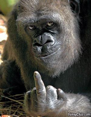 funny-pictures-gorilla.jpg